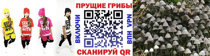 Псилоцибиновые грибы Psilocybe  ОМГ ОМГ как войти  Бобров 